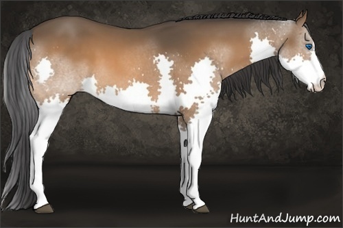 Horse Color:Bay Splash