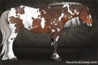 Horse Color:White Spotted Silver Brown Rabicano 