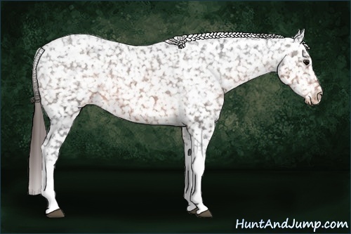 Horse Color:Brown Appaloosa 