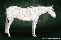 Horse Color:Brown Appaloosa 