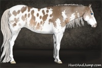 Horse Color:White Spotted Silver Brown Splash Appaloosa 