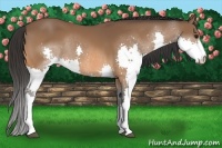 Horse Color:Bay Splash