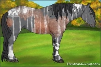 Horse Color:Bay Ice Splash Tobiano  and Black Ice Tobiano 