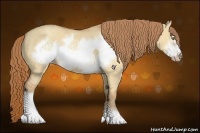 Horse Color:Gold Champagne Dun Frame