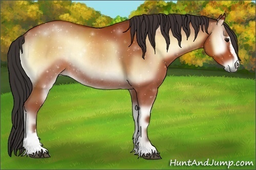 Horse Color:Bay Onyx Sabino Rabicano