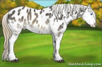 Horse Color:White Spotted Buckskin Splash Appaloosa 