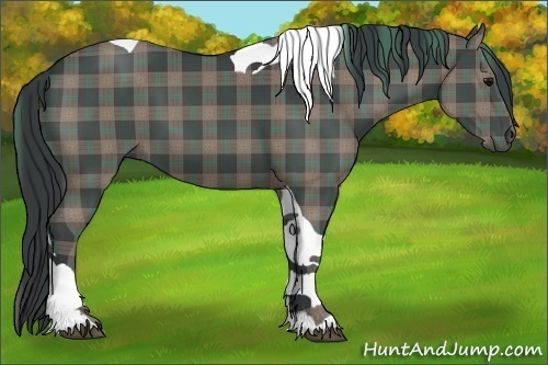Horse Color:Plaid  Black Tobiano 