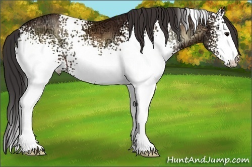 Horse Color:White Spotted Buckskin Ice Onyx