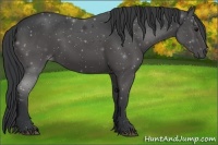 Horse Color:Black Sabino