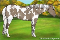 Horse Color:White Spotted Silver Grullo 
