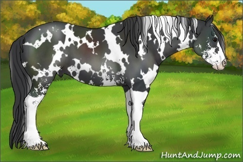 Horse Color:White Spotted Black Sabino 