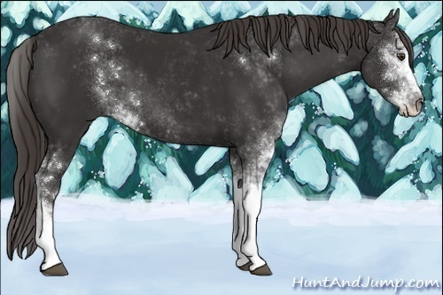 Horse Color:Liver Chestnut Sabino 