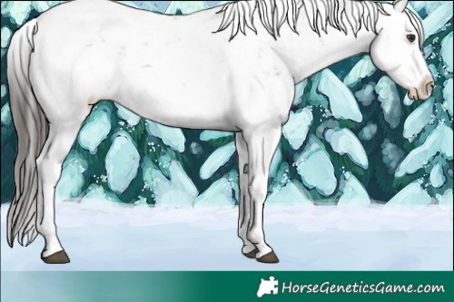 Horse Color:Liver Chestnut Sabino 