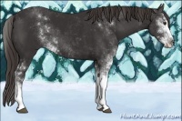 Horse Color:Liver Chestnut Sabino 