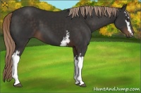 Horse Color:White Spotted Liver Chestnut 