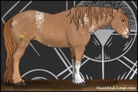 Horse Color:White Spotted Chestnut