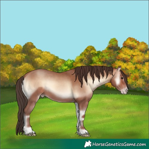 Horse Color:Amber Champagne Onyx 
