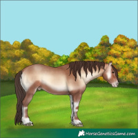 Horse Color:Amber Champagne Onyx 