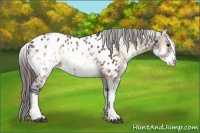 Horse Color:White Spotted Brown Onyx Appaloosa Rabicano 
