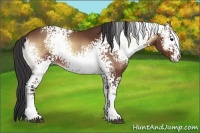 Horse Color:White Spotted Bay Onyx