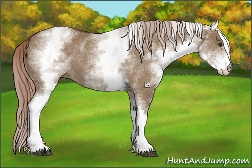 Horse Color:White Spotted Liver Red Dun Rabicano 
