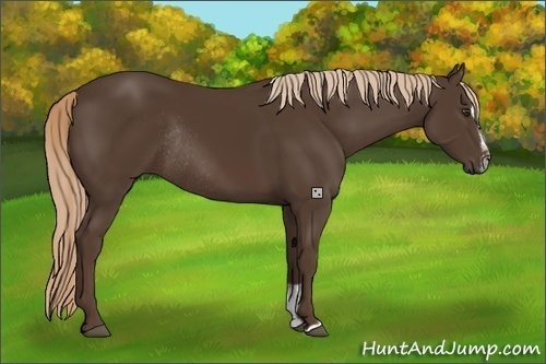 Horse Color:Liver Chestnut Sabino Rabicano 