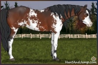 Horse Color:Bay Sabino 