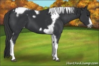 Horse Color:Black Tobiano Frame Varnish