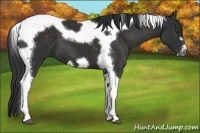 Horse Color:Liver Chestnut Tobiano Frame 
