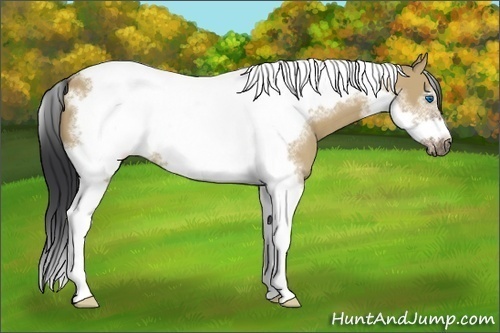 Horse Color:Bay Dun Tobiano Frame