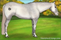 Horse Color:Liver Red Onyx Appaloosa