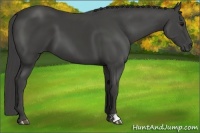 Horse Color:Smoky Black 
