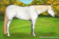 Horse Color:White Spotted Gold Champagne Dun Appaloosa 