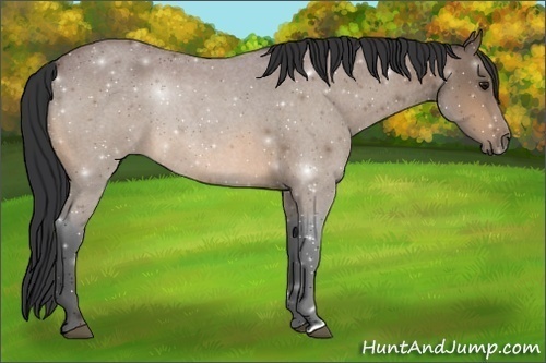 Horse Color:Bay Roan 