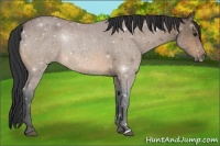 Horse Color:Bay Roan 