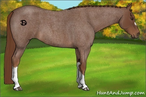 Horse Color:Red Roan 