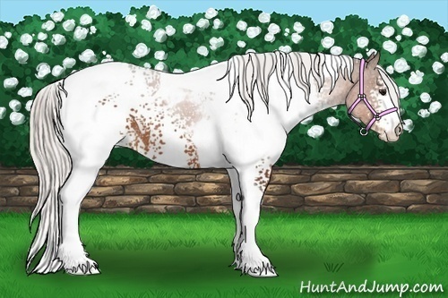 Horse Color:White Spotted Silver Bay Tobiano Rabicano