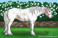 Horse Color:White Spotted Silver Bay Tobiano Rabicano