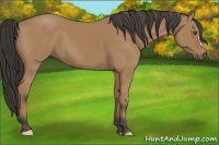 Horse Color:Buckskin 