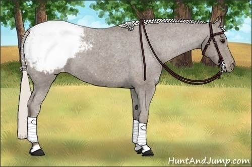 Horse Color:Silver Black Appaloosa 