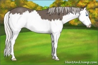 Horse Color:Silver Black Splash