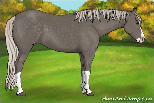 Horse Color:Silver Black Splash