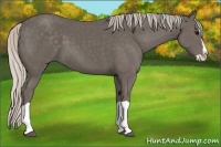 Horse Color:Silver Black Splash