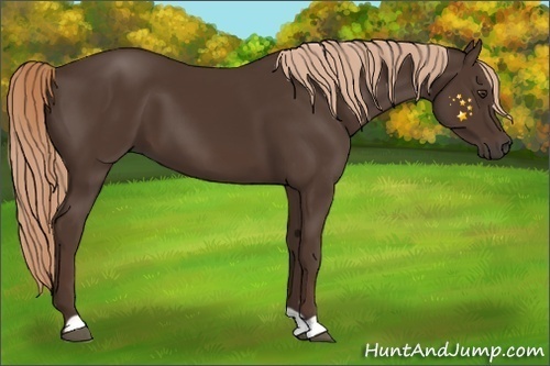 Horse Color:Liver Chestnut
