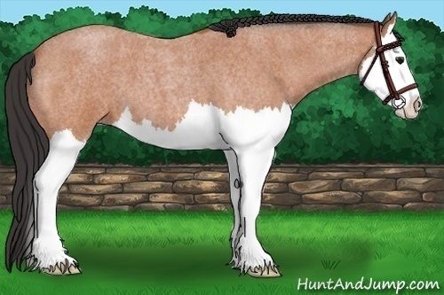 Horse Color:Bay Roan Splash 