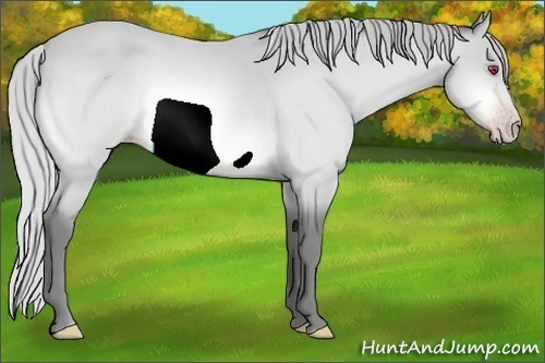 Horse Color:Silver Amber Champagne Chinchilla 