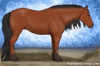 Horse Color:Bay Sabino Rabicano