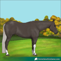 Horse Color:Silver Black Tobiano 