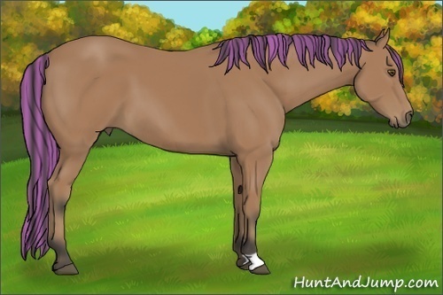 Horse Color:Painted Buckskin 