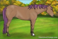 Horse Color:Painted Buckskin 
